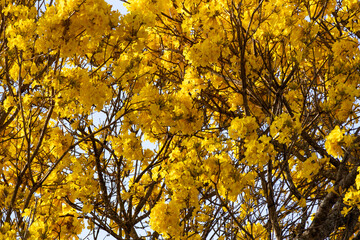 Árvore Ipê-Amarelo para alegrar a paisagem