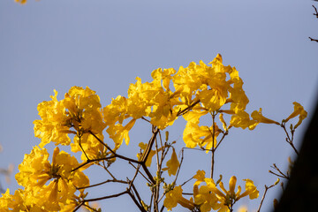 Árvore Ipê-Amarelo para alegrar a paisagem