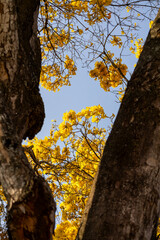 &Aacute;rvore Ip&ecirc;-Amarelo para alegrar a paisagem