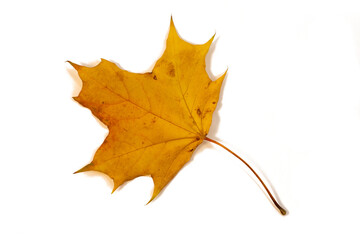 Yellow dry maple leaf Abstract image of close up macrophoto