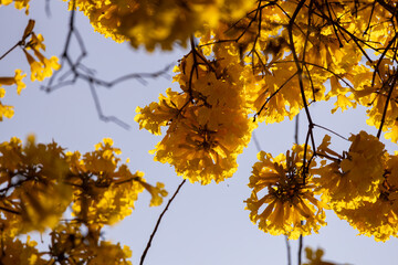 Árvore Ipê-Amarelo para alegrar a paisagem