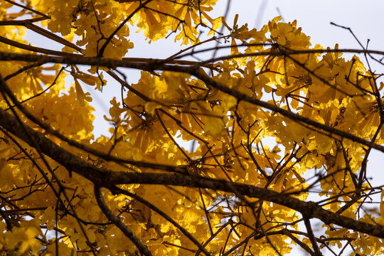 &Aacute;rvore Ip&ecirc;-Amarelo para alegrar a paisagem