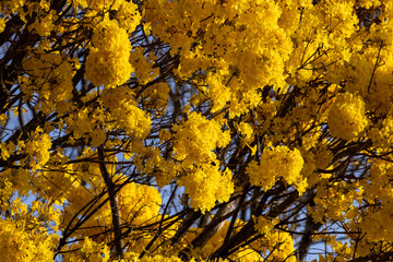 Árvore Ipê-Amarelo para alegrar a paisagem