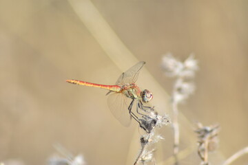Red dragonfly on a spike