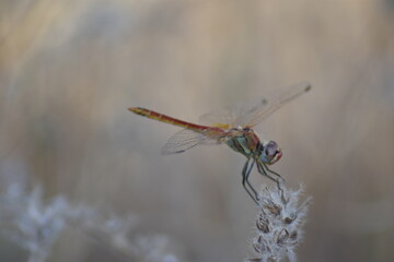 Red dragonfly on a spike