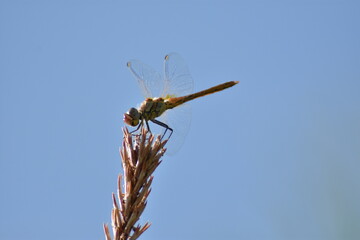 Dragonfly on a spike with a sky background