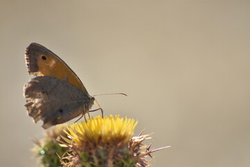 Meadow brown butterfly (Maniola jurtina 
