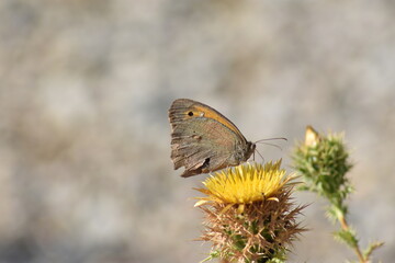Meadow brown butterfly (Maniola jurtina 
