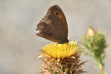 Meadow brown butterfly (Maniola jurtina 