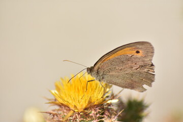 Meadow brown butterfly (Maniola jurtina 