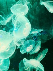 jellyfish in aquarium