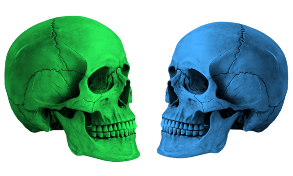 Green and blue Color two set human skulls with detailed anatomy and bone texture, high-quality full HD 4k stock photo, transparent background png download - Powered by Adobe