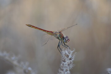 Red dragonfly on a spike