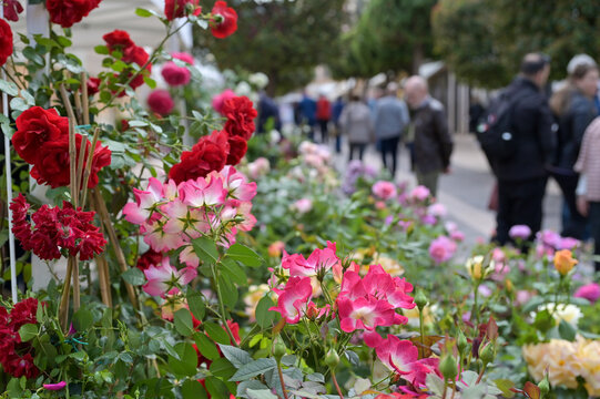FIORI