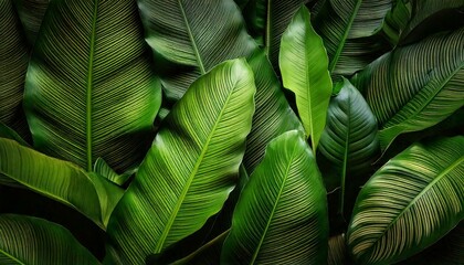 abstract green leaf texture, nature background, tropical leaf