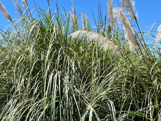Tall fountain grass under blue sky
