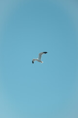 Filmic Seagull 2
