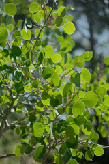 Mountain Tree Leaves