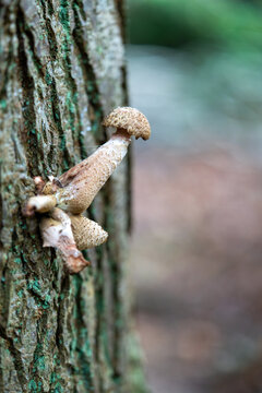 Mushroom growing out of a Tree, Newbury in Berkshire