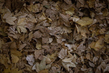 Leaves of autumn upon the ground.