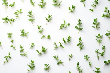 Thyme leaves on a white background seen from above