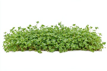 Obraz premium Thyme on a white backdrop with a clear focus cutout path