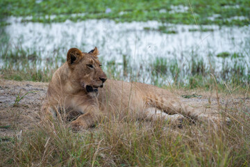 Lion is laying in the grass after hunting, Akagera National Park Rwanda