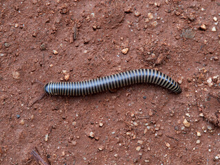 Striped Millipede in a natural environment. Ommatoiulus dipterus