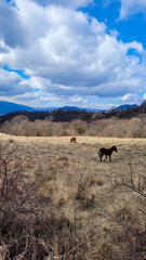 horses on a mountain field