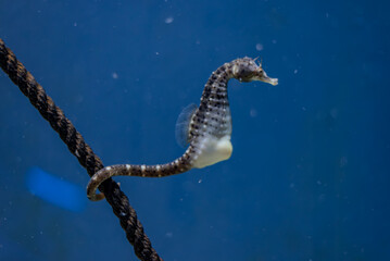 anchor on a rope