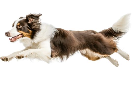 Border Collie Leaping Over Hurdle on Transparent Background

