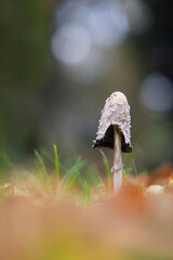 Schöne Herbstzeit, in der Wiese ein Schopf-Tintling (Coprinus comatus)