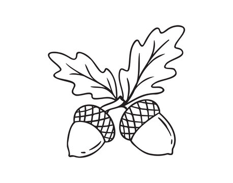 Hand drawn doodle oak leaves acorns icon. leaf, acorn of an oak tree. Outline drawing an acorn. 