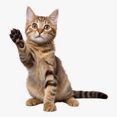 Animal mammal kitten pet.