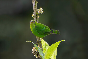 Green Honeycreeper (Chlorophanes spiza) Female