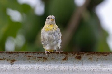 Saffron Finch (Sicalis flaveola)