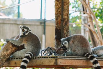 Fototapeta premium A group of ring-tailed lemurs are relaxing at the zoo. They are lying down and looking away with their bright orange eyes. Their long black and white tails are hanging down.