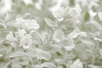 White sage Salvia apiana is an evergreen shrub from the Lamiaceae family producing white lip shaped blossoms from April to June traditionally used in rituals and prayers as a