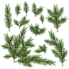 Set of different green Christmas tree branches