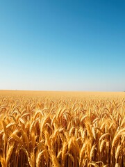 A vast field of golden grain stretching towards the horizon under a clear blue sky, rural, yield, environment