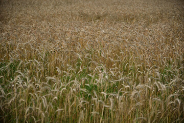 Ears of golden wheat over sunset sky. Close up beauty nature field background with sun flare. Germany.