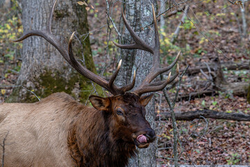 elk