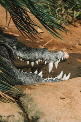 Close-up of the jaw of a huge crocodile lying in the jungle at the zoo. Large white sharp teeth stick out of its mouth. A dangerous animal. A carnivorous hunter lurking in anticipation of its prey.
