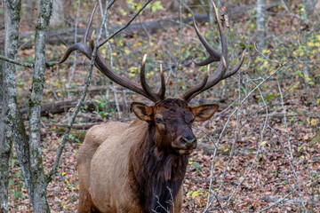 elk