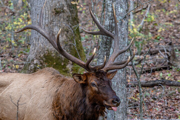 elk