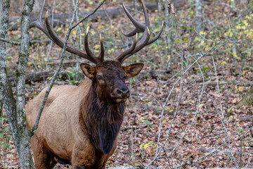 elk
