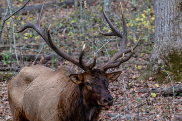 elk
