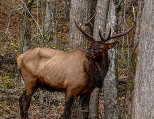 elk