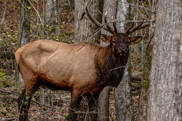 elk