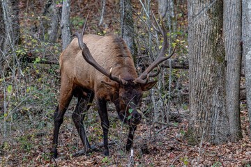 elk